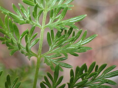 Lomatium