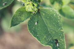Tingidae