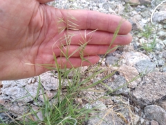 Bouteloua aristidoides