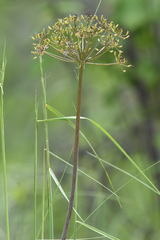 Lomatium