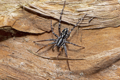 Nyssus coloripes