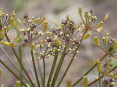 Lomatium