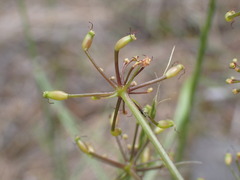 Lomatium