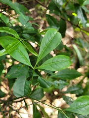 Melicope pteleifolia