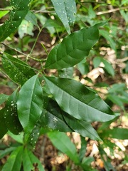 Melicope pteleifolia