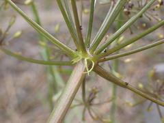 Lomatium