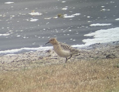 Calidris subruficollis