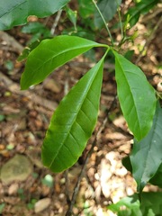 Melicope pteleifolia