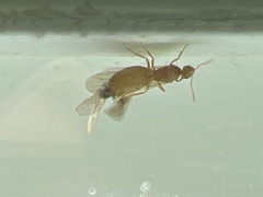 Brachymyrmex depilis