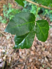 Eleutherococcus trifoliatus