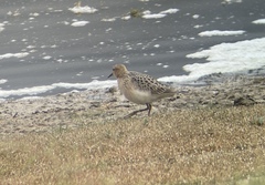 Calidris subruficollis