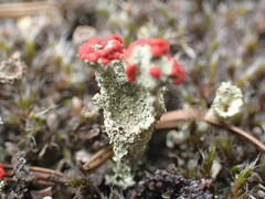 Cladonia