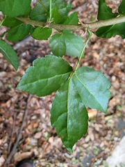 Eleutherococcus trifoliatus