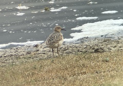 Calidris subruficollis