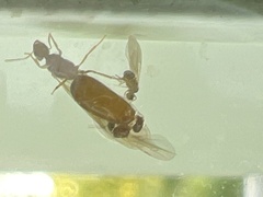 Brachymyrmex depilis