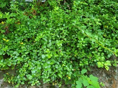 Eleutherococcus trifoliatus