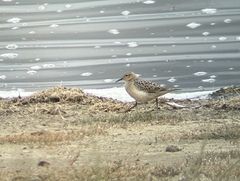 Calidris subruficollis