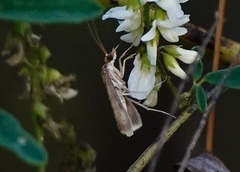 Uresiphita