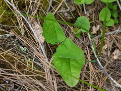 Arnica cordifolia