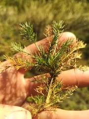Artemisia scoparia