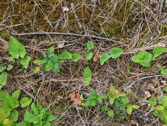 Arnica cordifolia