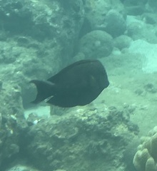 Ctenochaetus striatus