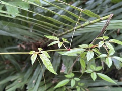 Causonis corniculata