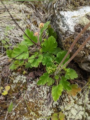 Heuchera cylindrica