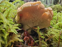 Hydnum canadense