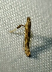 Caloptilia
