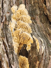 Subantrodia juniperina