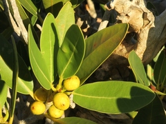 Ficus ilicina