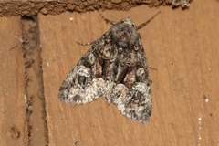 Fishia illocata