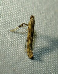 Caloptilia