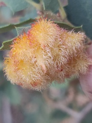 Andricus crystallinus