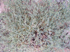 Euphorbia polycarpa