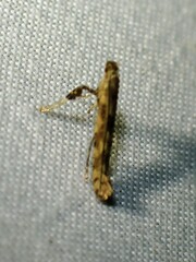 Caloptilia