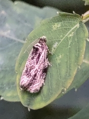 Phaecasiophora confixana