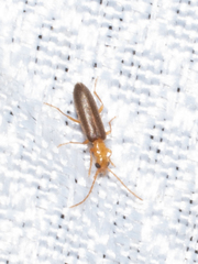 Xanthochroina bicolor