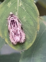 Phaecasiophora confixana