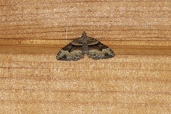 Xanthorhoe defensaria