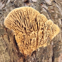 Subantrodia juniperina