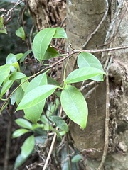 Urceola rosea