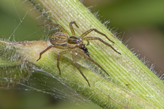 Dolomedes facetus