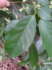 Cryptocarya concinna