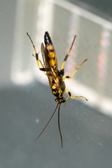 Cratichneumon