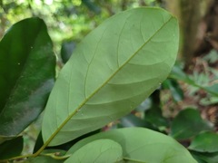 Cryptocarya concinna