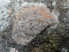 Lecideales