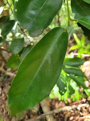 Cryptocarya concinna