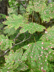 Cristulariella depraedans